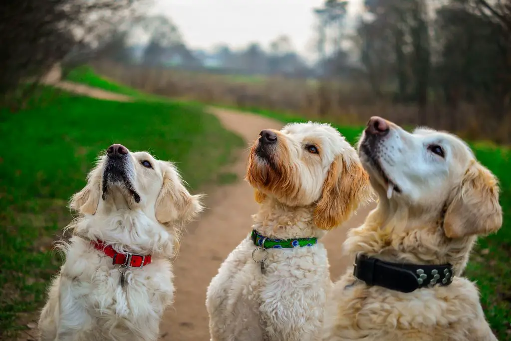 Three dogs- Positive Reinforcement Dog Training