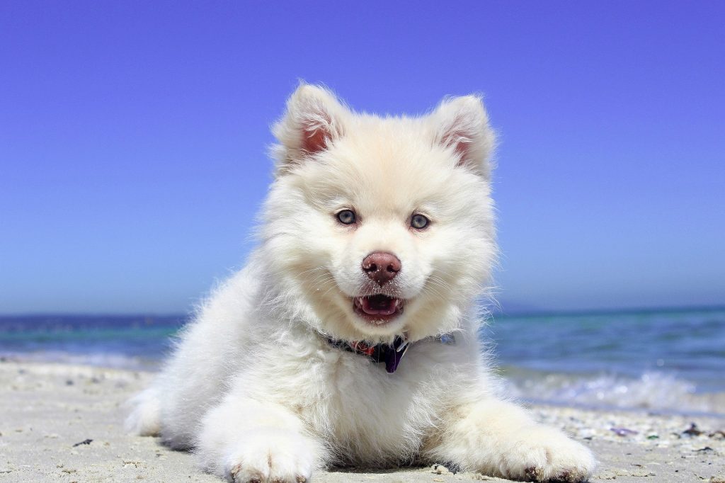 Dog Training Tips: Husky Puppies |