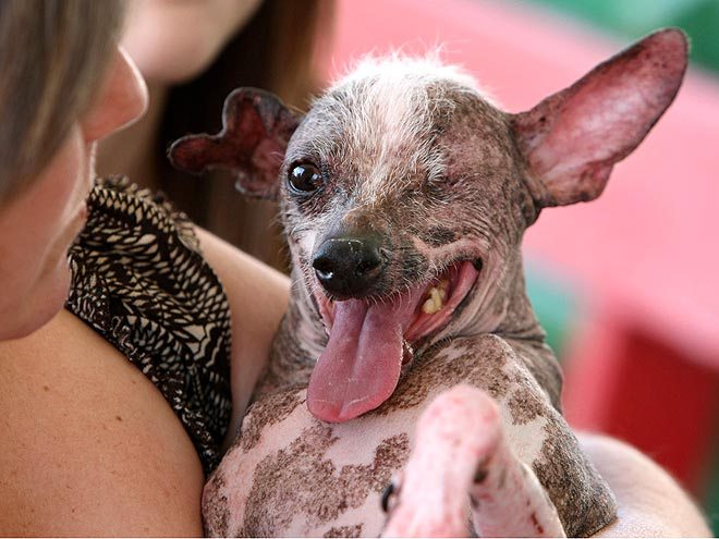 Gus. Ugliest Dog Competition
