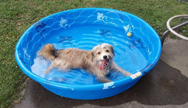 how to cool off a dog