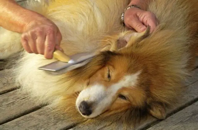 how to cut matted dog hair