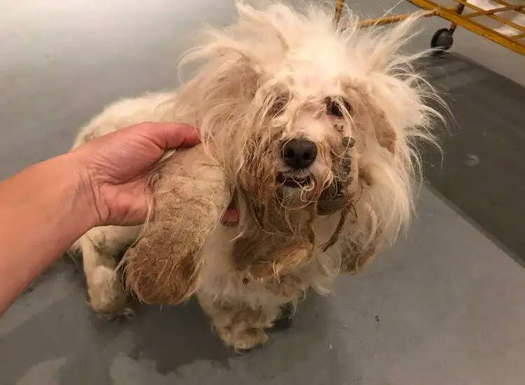 how to cut matted dog hair