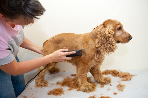 How to Cut My Dog's Hair: Hair trimmer