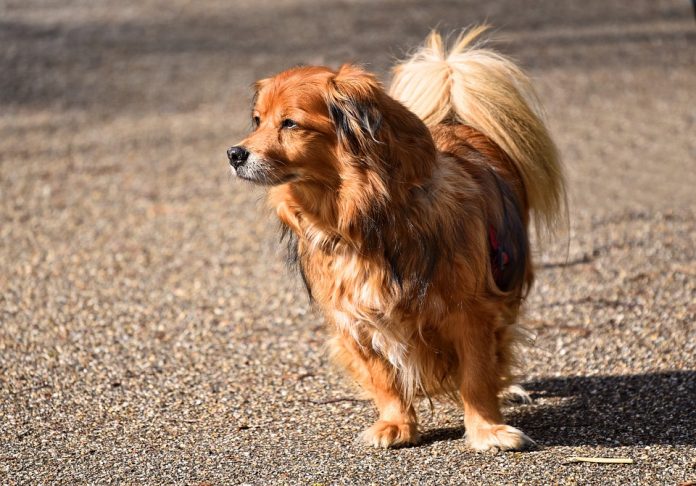 Long Haired Small Dog Breeds 696x486 