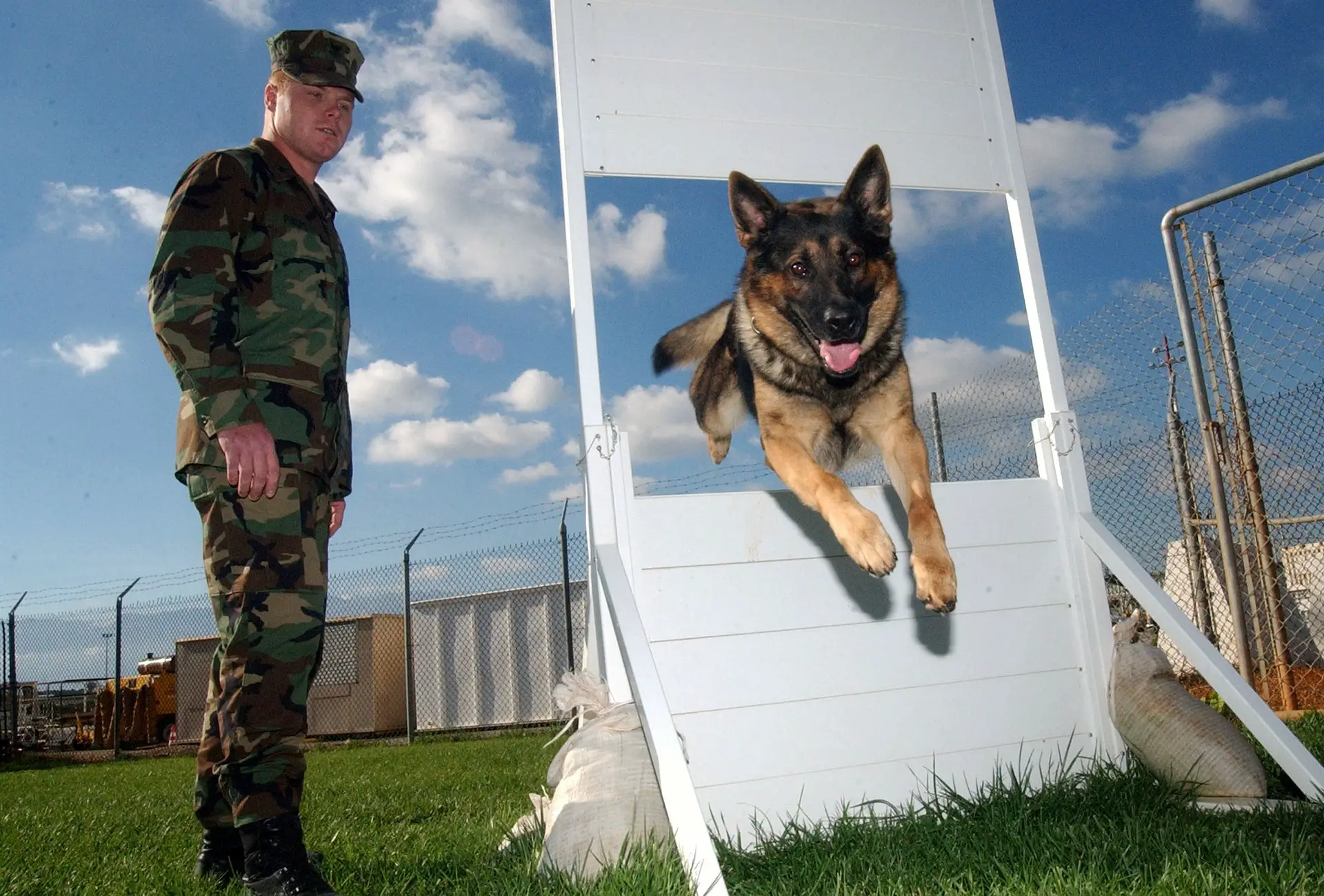Military Dog Training