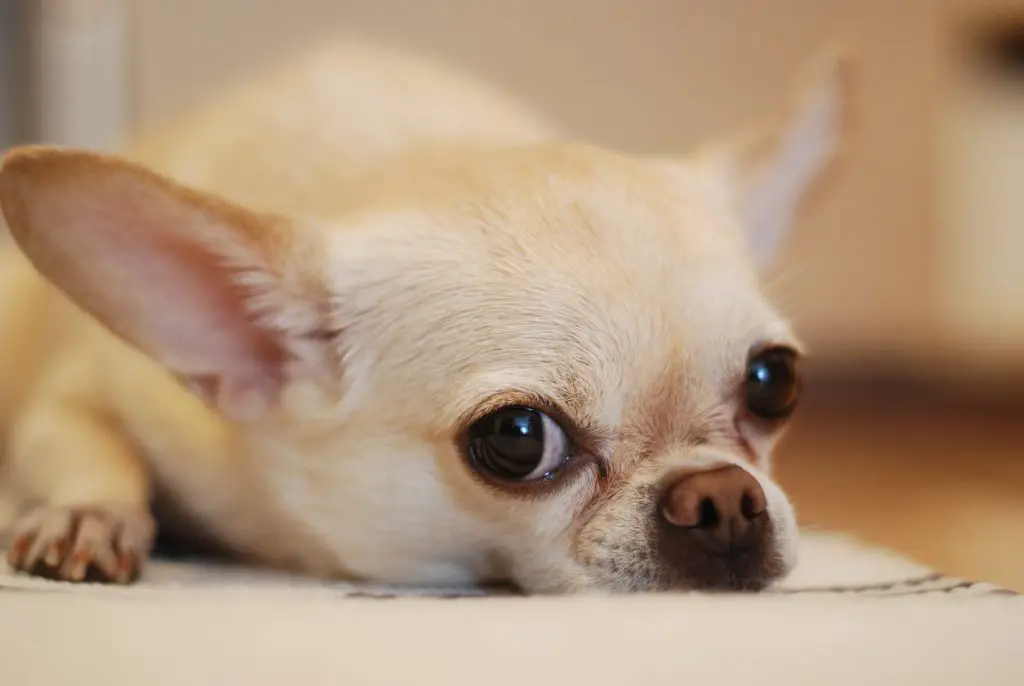 Chihuahua. Emotional Support Dog Training