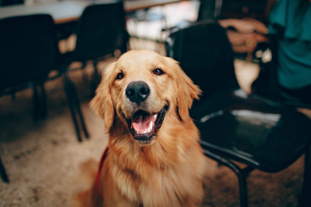 Golden Retriever. Emotional Support Dog Training