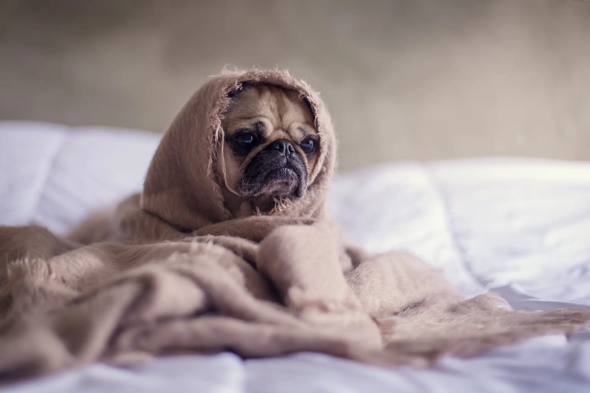 How to Get Dog Hair out of Blankets? Simple Proven-to-Work Methods |
