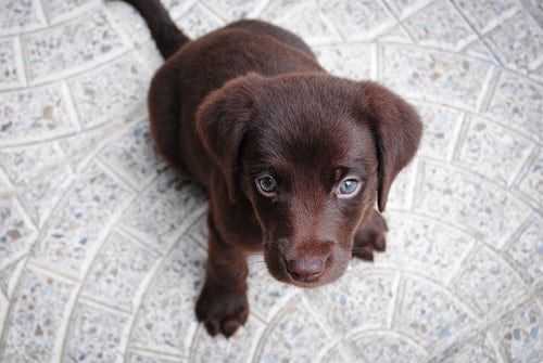 how to potty train a puppy apologetic dog