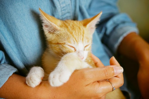 orange cat breeds featured image.