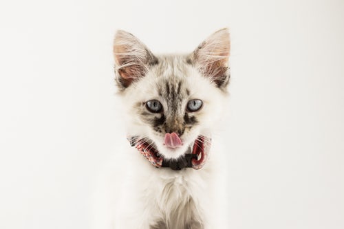 Top 7 Grey And White Cat Breeds |