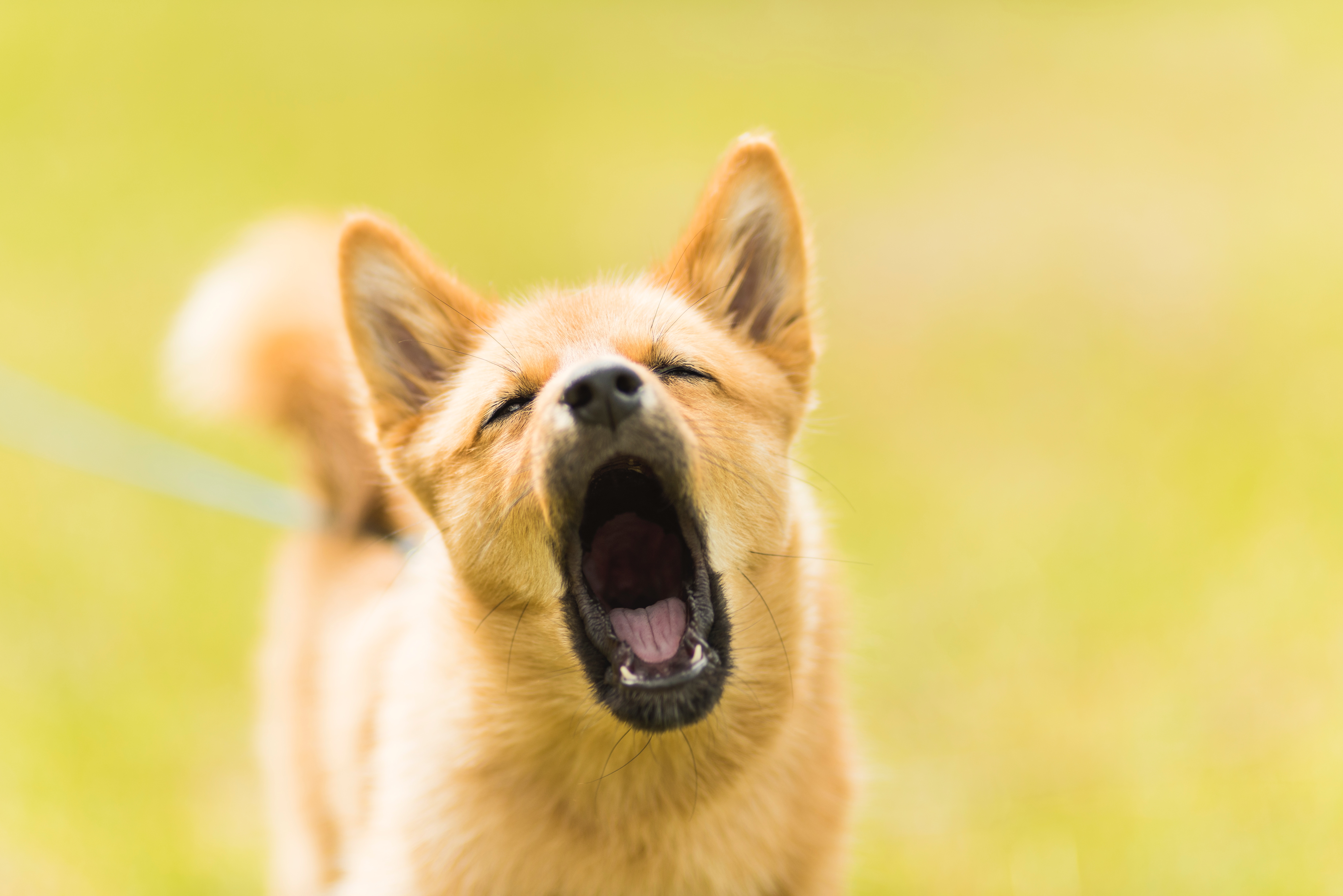 puppy barking- how to train a dog not to bark