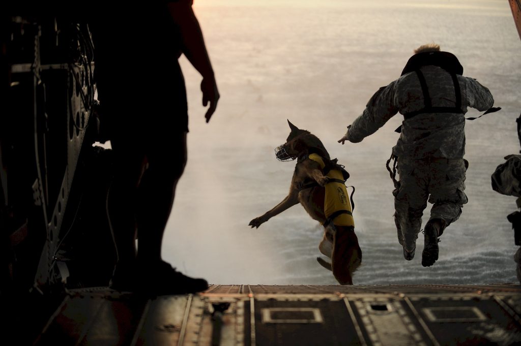 Military Dog Training; How Dogs Can Fight Wars! |