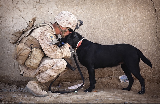 Military Dog Training; How Dogs Can Fight Wars! |