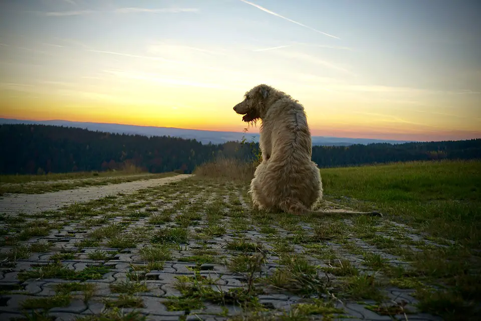 Irish Wolfhound. Emotional Support Dog Training