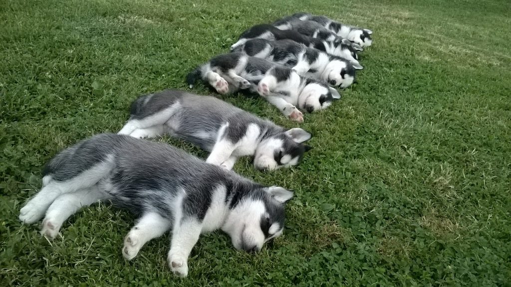 Top 7 Steps and Tips on Training A Husky Puppy |
