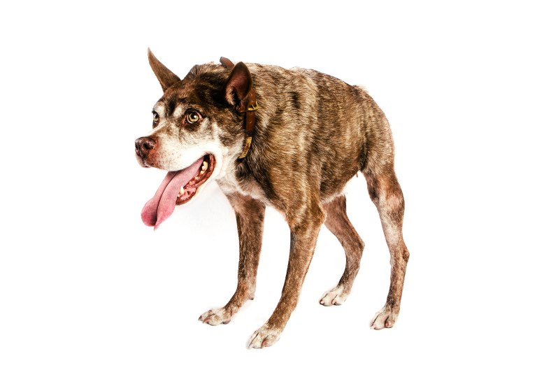 Quasai Modo. The World's Ugliest Dog Competition