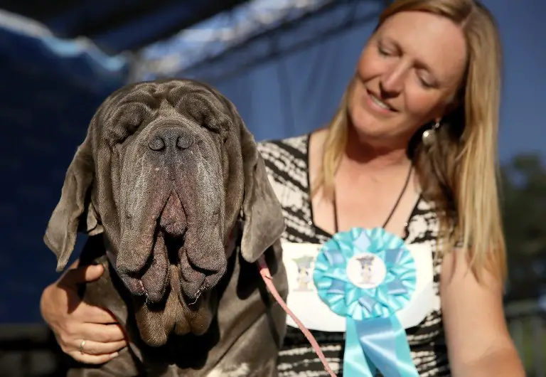 Martha. The World's Ugliest Dog Competition