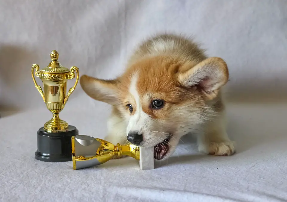 Dog wins a trophy