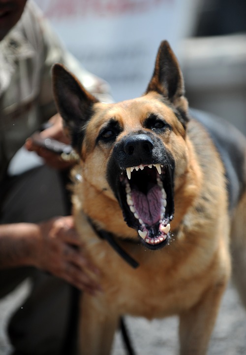 How to Train a Dog to Attack on Command? |