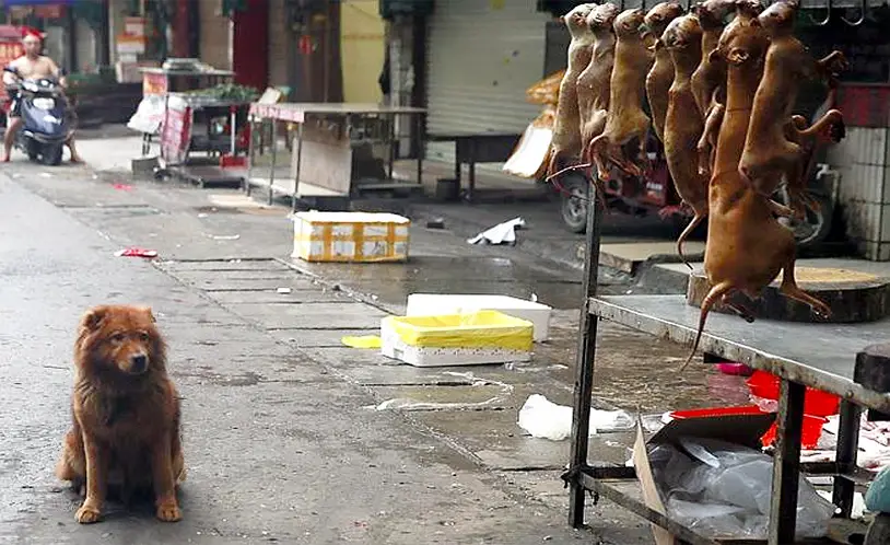 Yulin Dog Meat Festival .. in 2019!!??? |