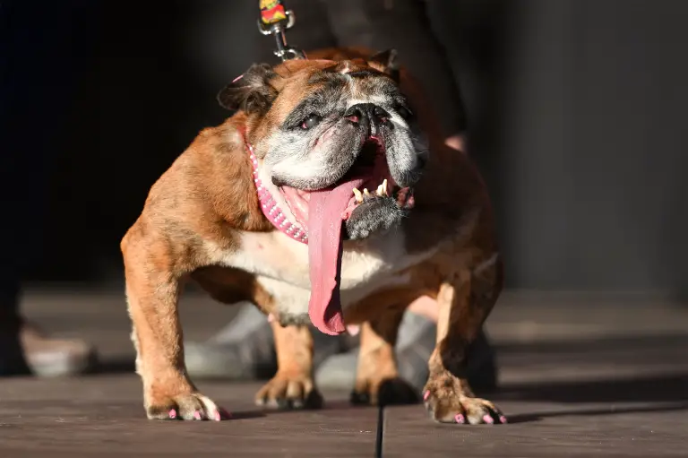 ZSA ZSA. The World's Ugliest Dog Competition
