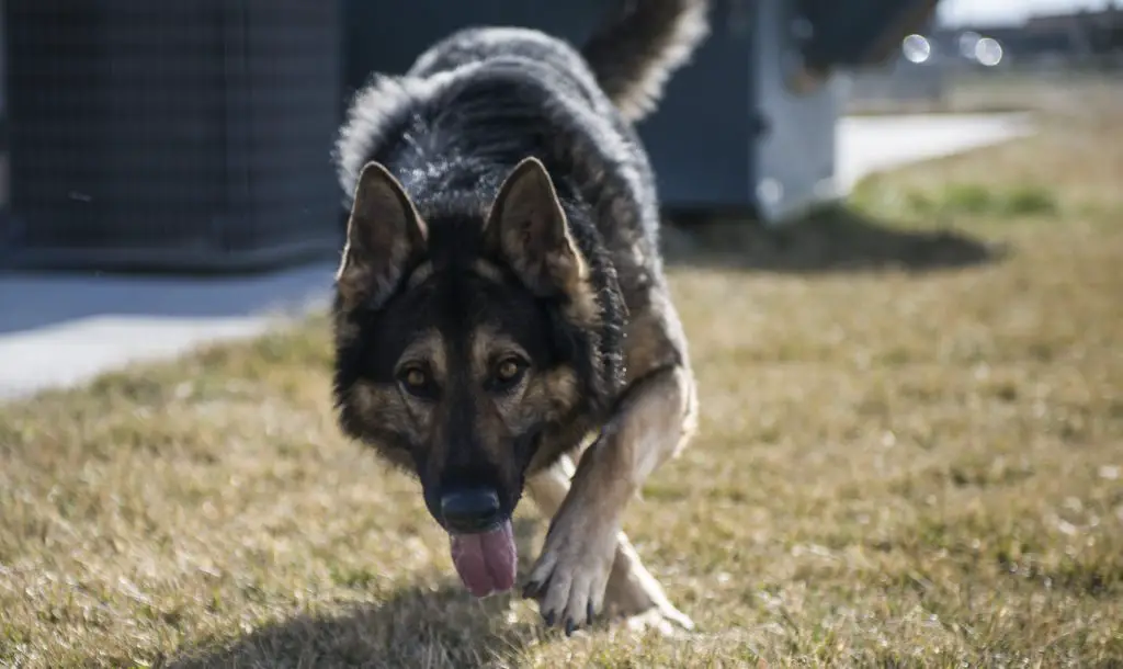 How to Train A Dog to Walk without A Leash - A dog running towards someone