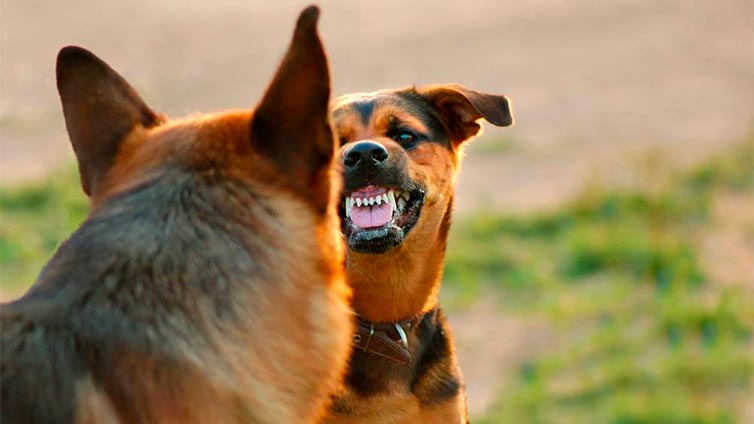 The Ultimate Guide to Dealing with Aggressive Dogs |