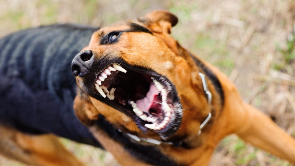 What is Periodontal Disease in Dogs? |