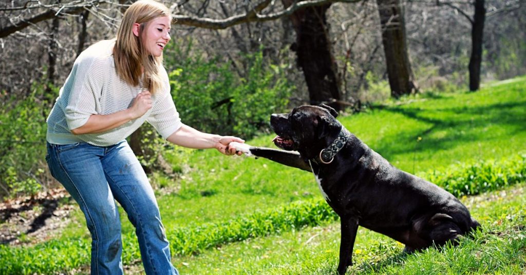 The Ultimate Guide to Dealing with Aggressive Dogs |