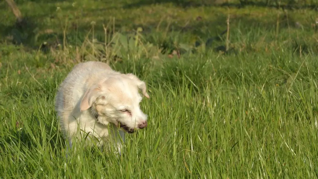 Why Do Dogs Eat Grass, Should You be Worried? |