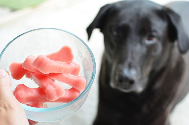 Top 13 Homemade Dog Treats That are Delicious for Your Dog |