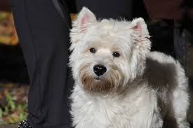 What dogs don't shed hair: West Highland White Terrier