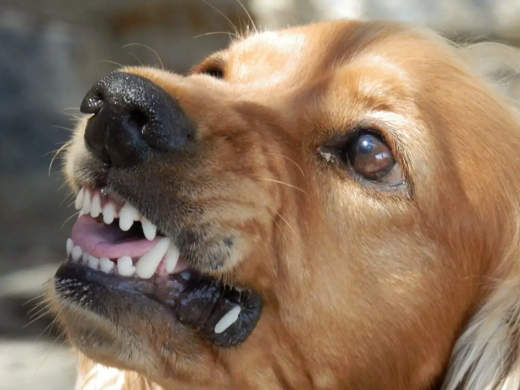 Can Dogs Smell Fear in People and Animals? |
