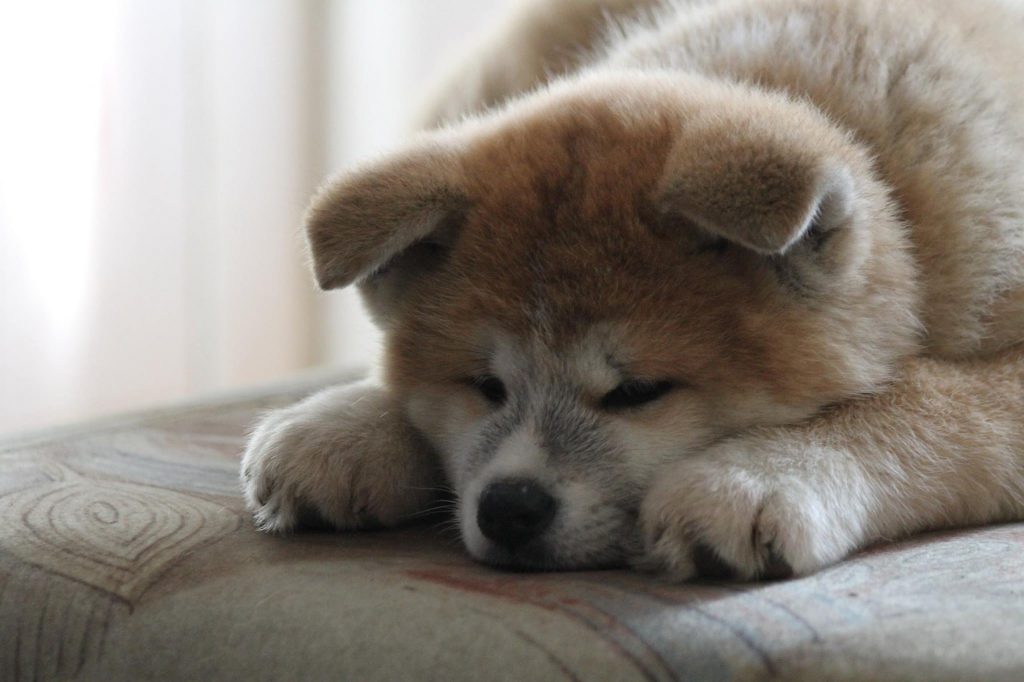 Sleepy dog-dog separation anxiety