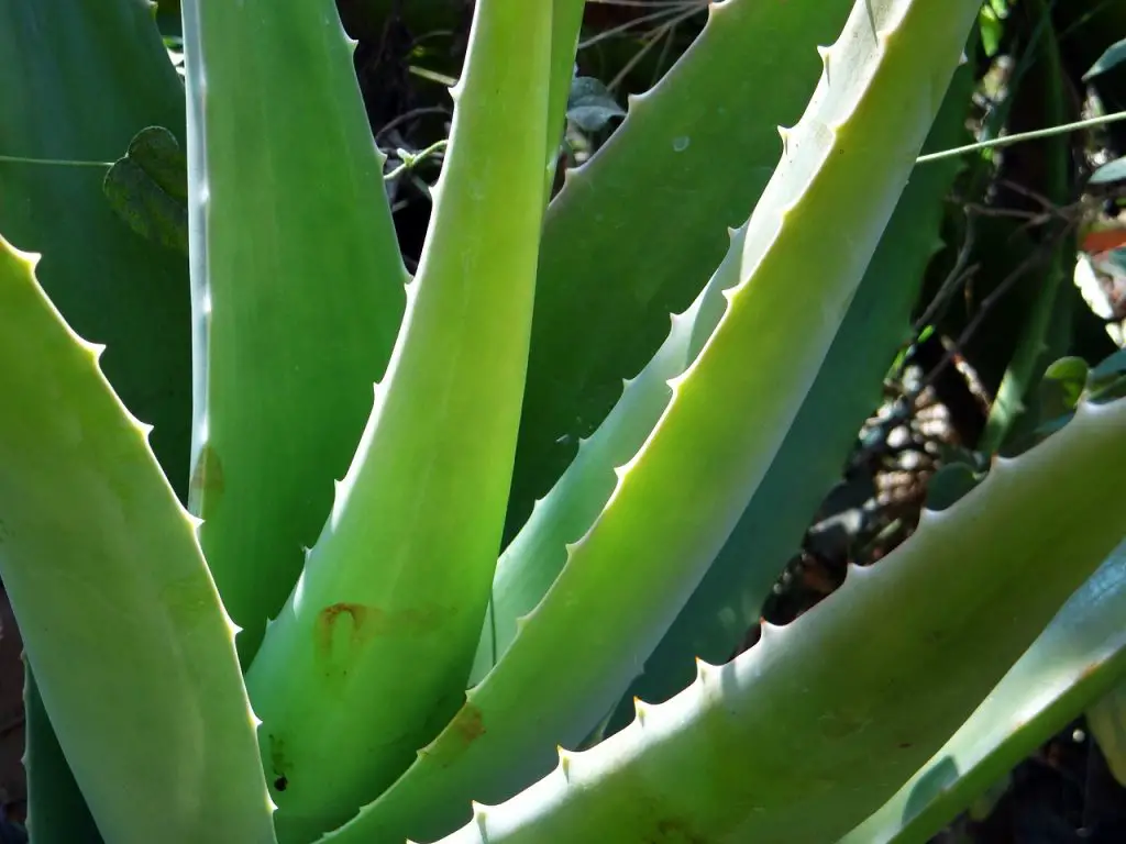 Aloe Vera - Poisonous Plants For Pets