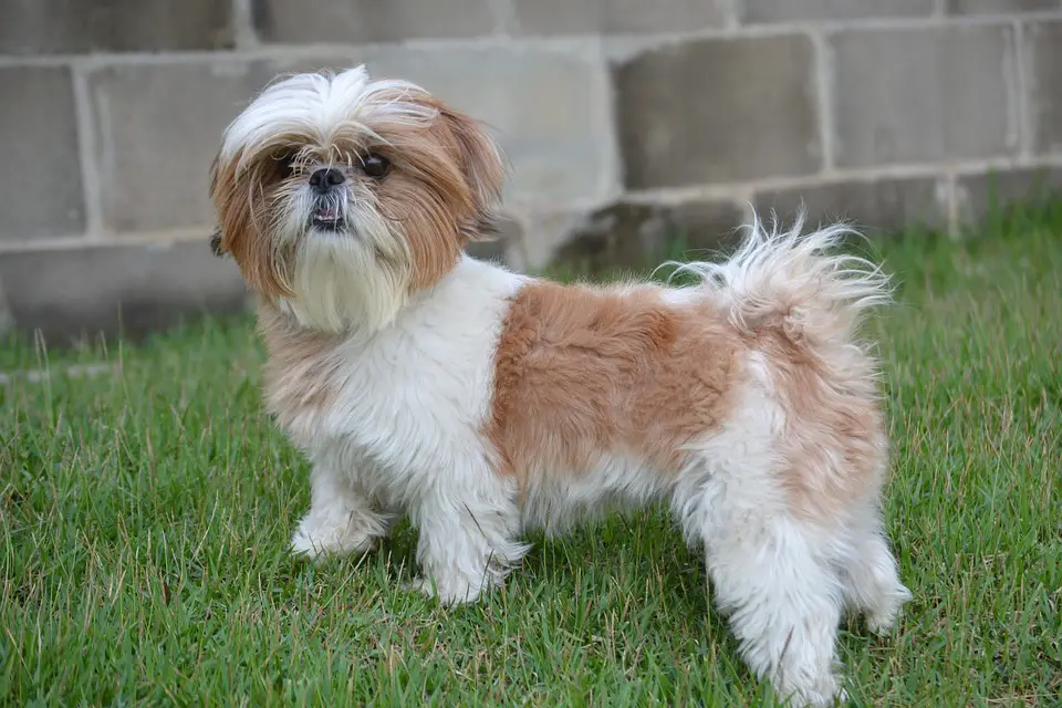 What dogs don't shed hair: Shih Tzu