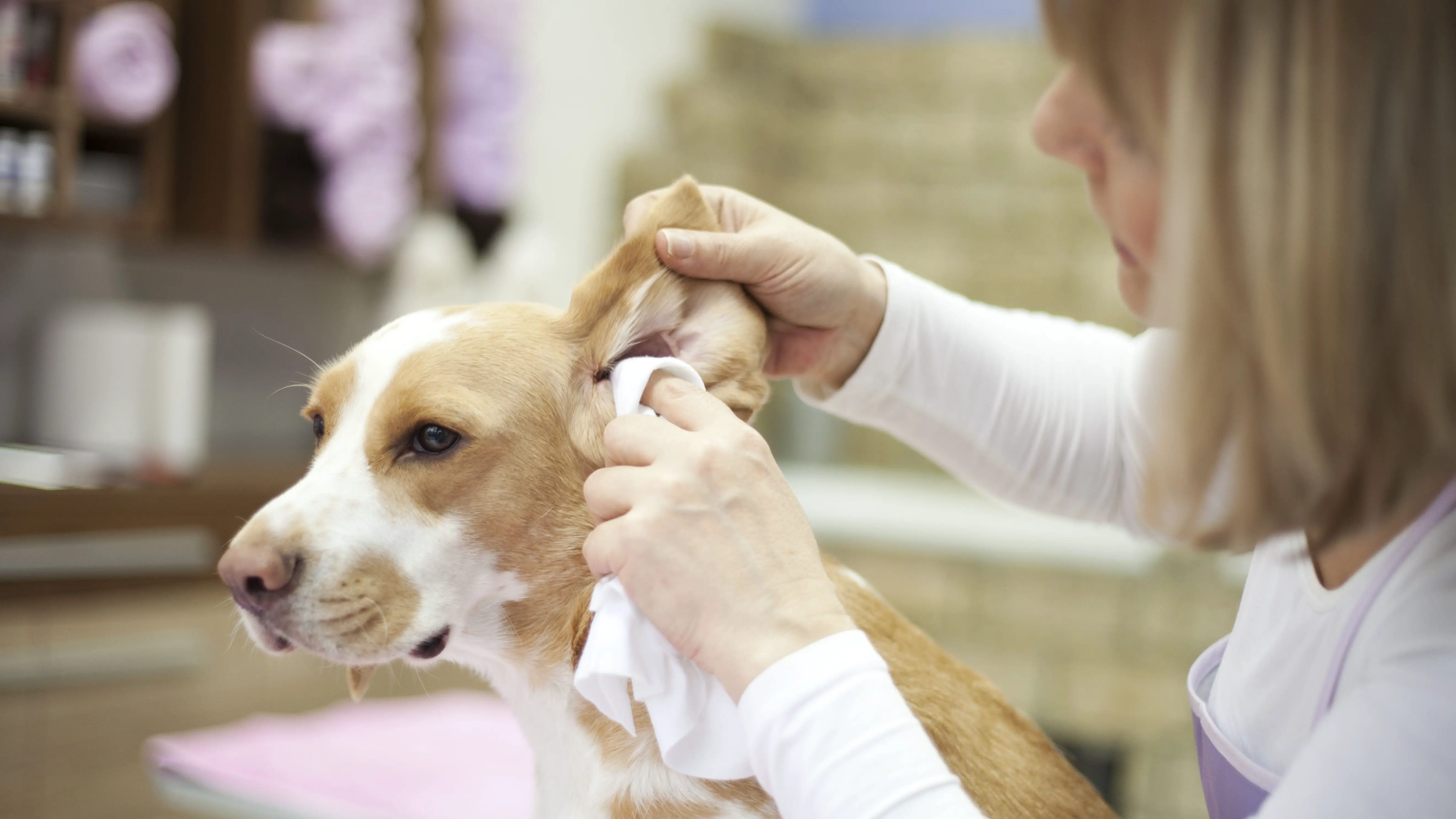 How to Clean Dog Ears with Hydrogen Peroxide: The Best Way |