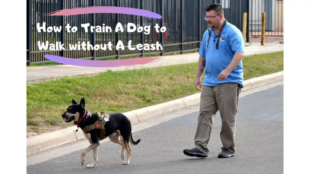 Dog to Walk without A Leash (Top 5 Tips 
