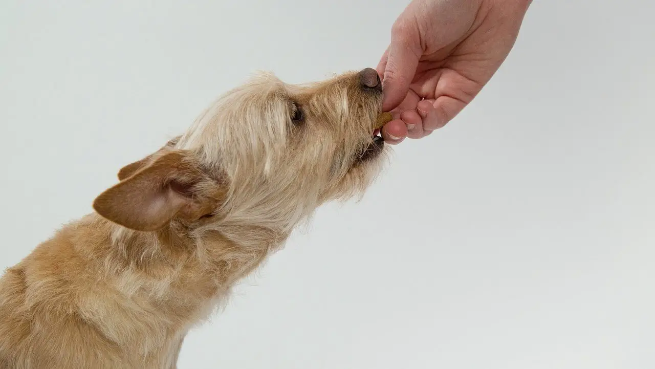 Foods not to feed dogs ever, even if you can't live without! |