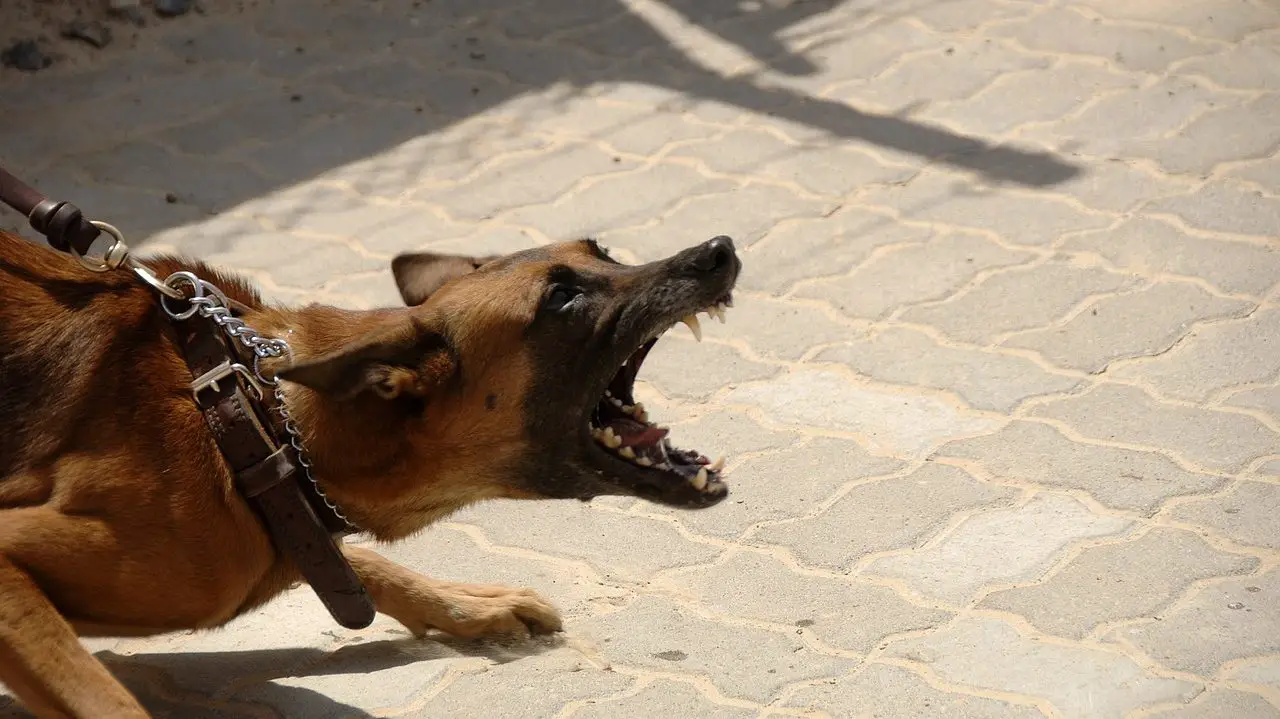 How to Train a Dog With a Shock Collar |