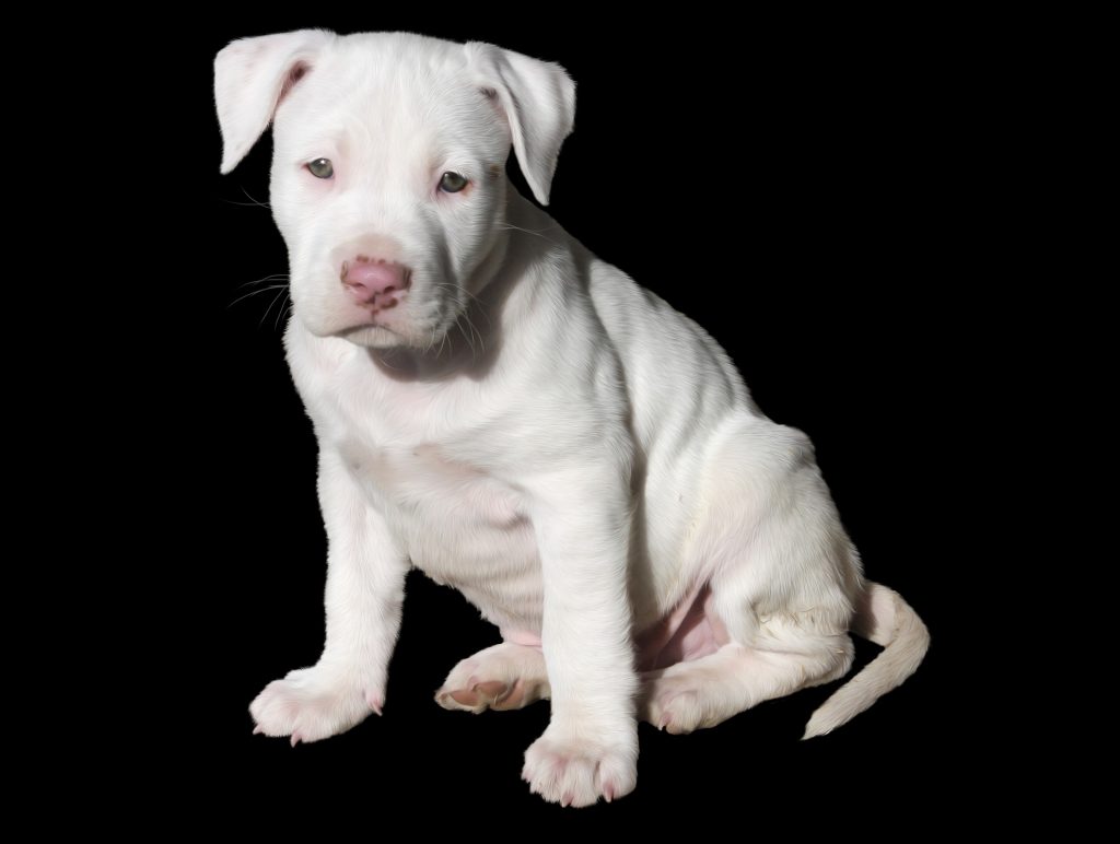 white pitbull puppy- How to Potty Train A Pitbull Puppy