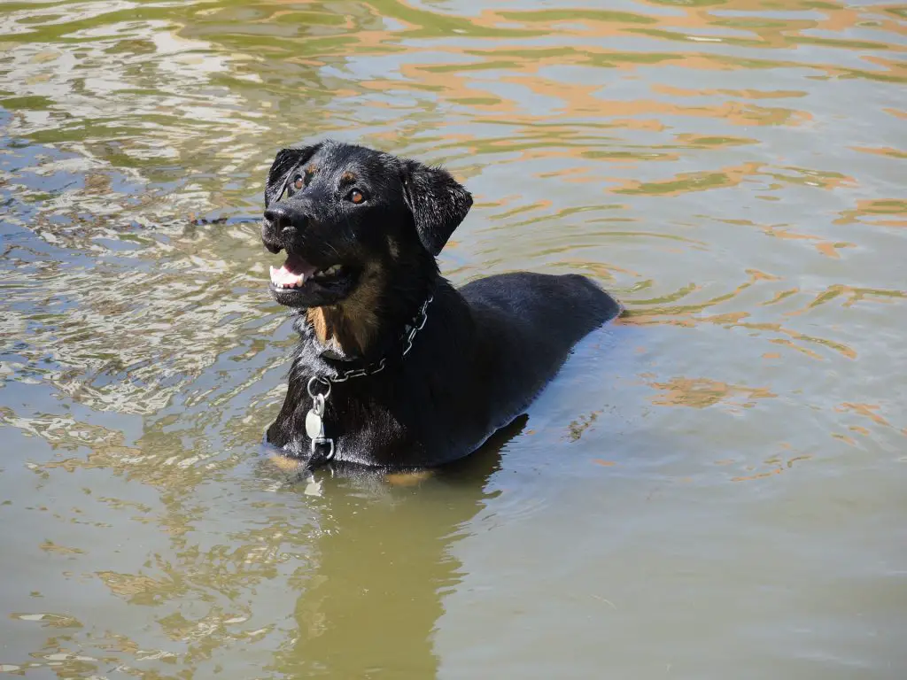 a black dog in water-how to teach a dog to swim