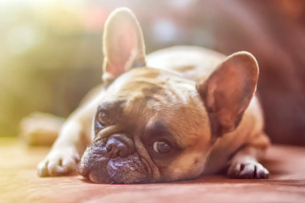Is your Dog Losing Hair Around Eyes? Read this... |