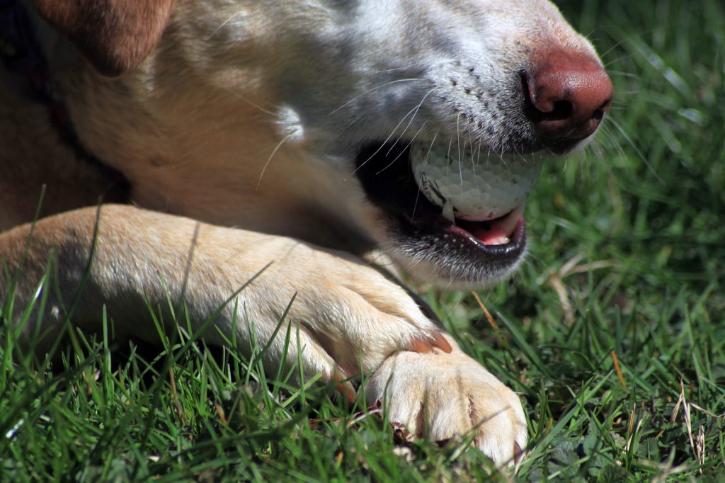 Puppy Teething Timeline: When Do Dogs Lose Their Baby Teeth? |