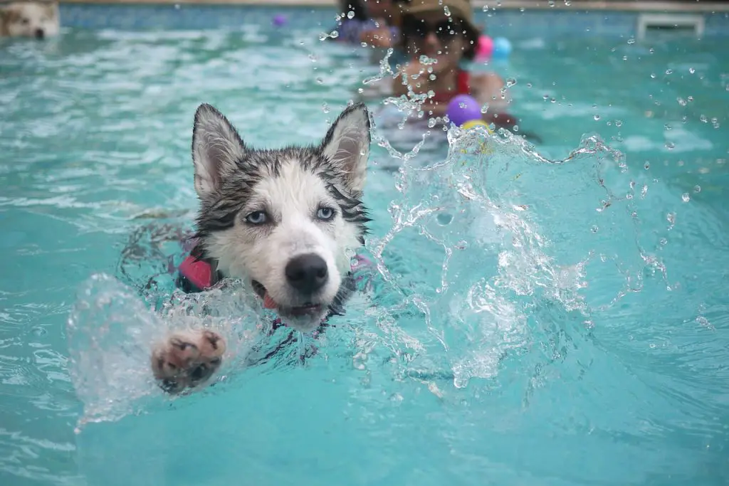 A dog enjoying water