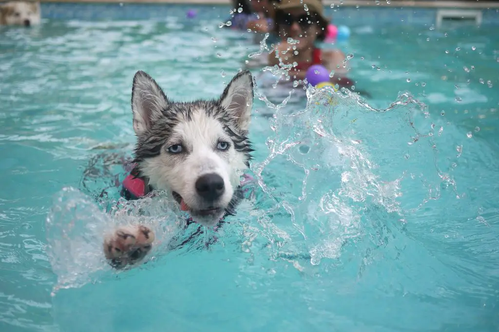 Splish Splash! Know how to Teach A Dog to Swim |