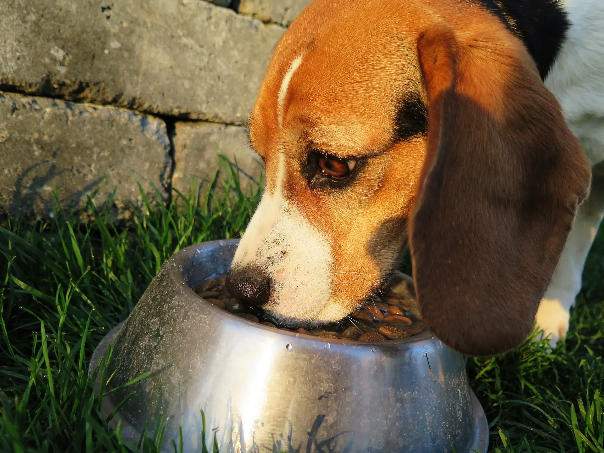 a dog eating-foods safe for dogs