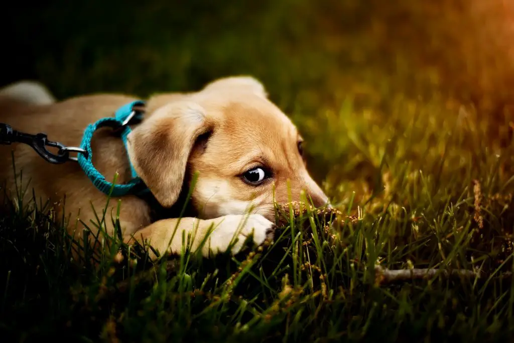 How to Train a Puppy to Walk on a Leash With No Pulling |