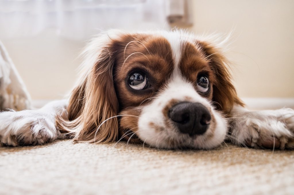 Is your Dog Losing Hair Around Eyes? Read this... |